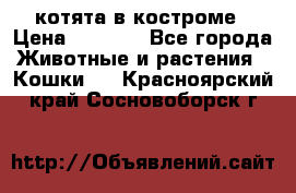 котята в костроме › Цена ­ 2 000 - Все города Животные и растения » Кошки   . Красноярский край,Сосновоборск г.